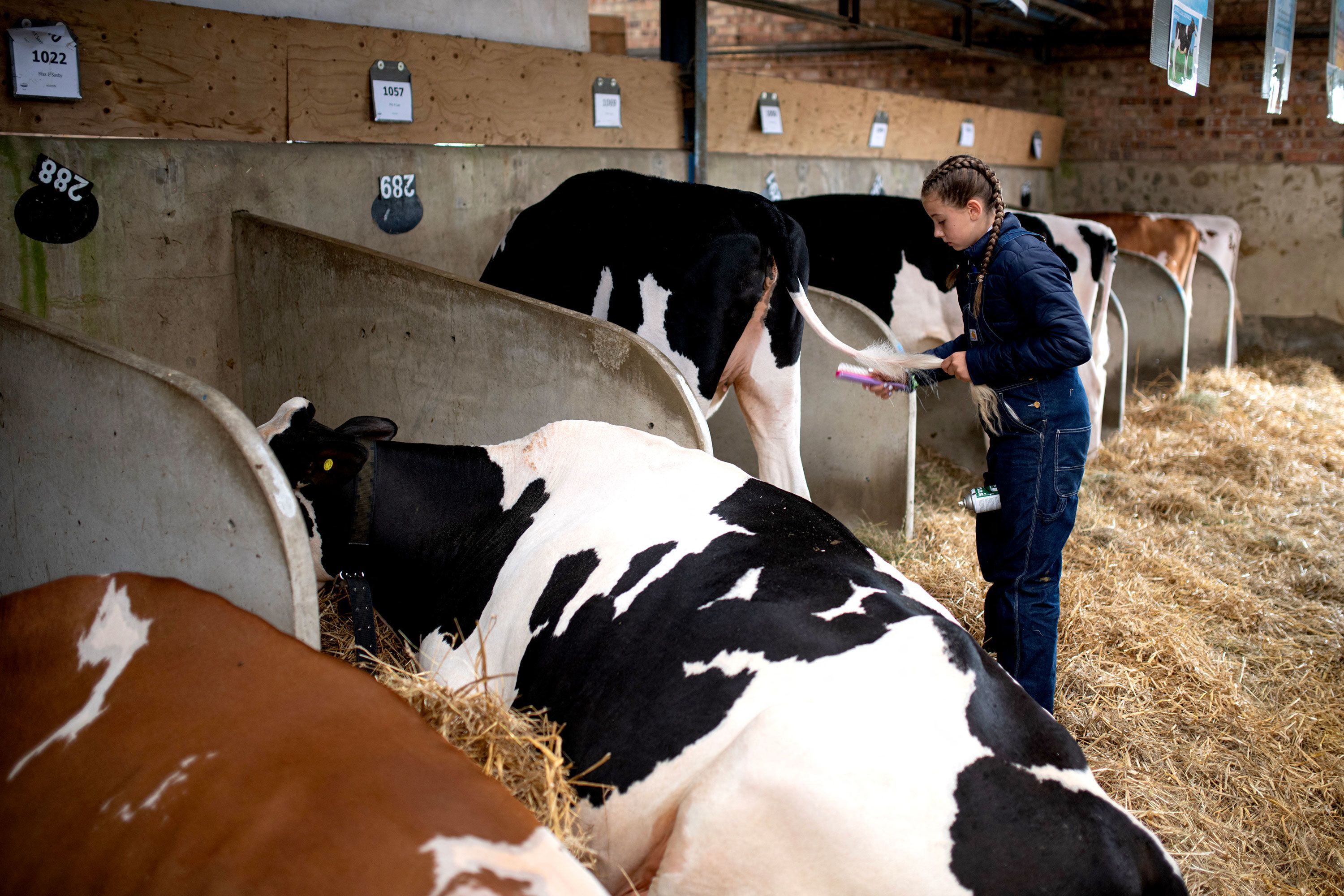 A woman grooms the tail of a Holstein cow before it is judged on the third day of the Great Yorkshire Show in Harrogate, England on Thursday, July 11.