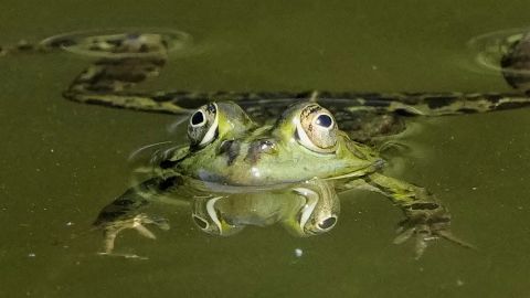 A frog swims in a pond behind the Bellevue Palace in Berlin, Germany, Monday, May 12, 2025. (AP Photo/Markus Schreiber)