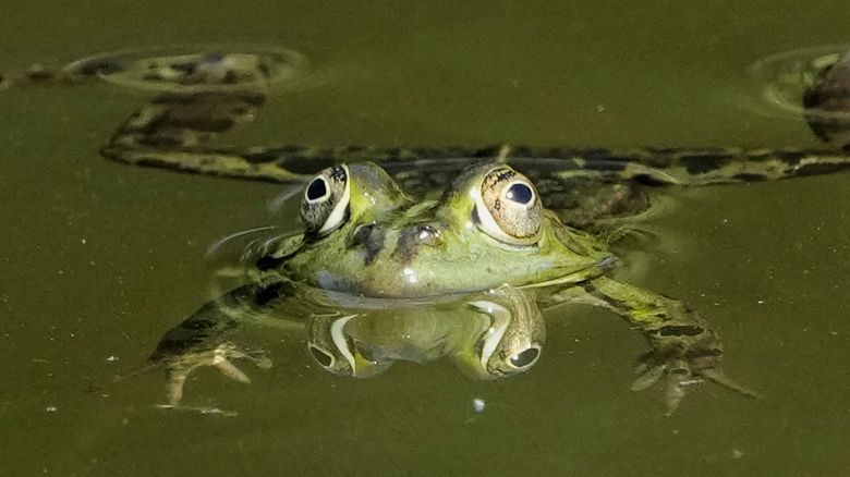 A frog swims in a pond behind the Bellevue Palace in Berlin, Germany, Monday, May 12, 2025. (AP Photo/Markus Schreiber)