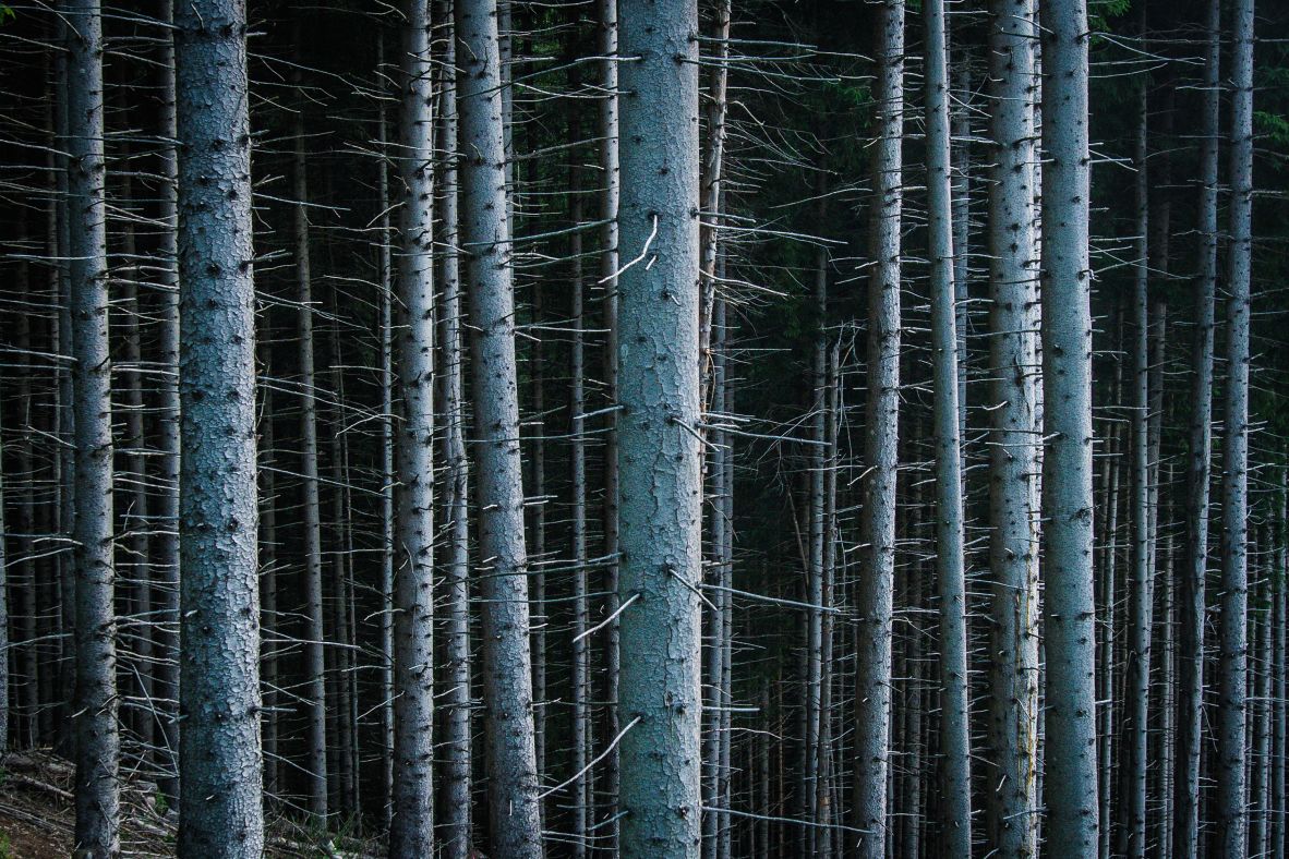 Spruce trees affected by bark beetles are seen in Canal San Bovo, Italy, on Wednesday, June 25. After the Vaia storm in 2018 felled millions of spruce trees in the region, the resulting surge of deadwood enabled bark beetles to shift from a low-level presence to an epidemic.