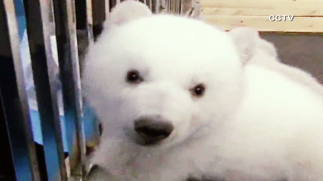 baby polar bear gif