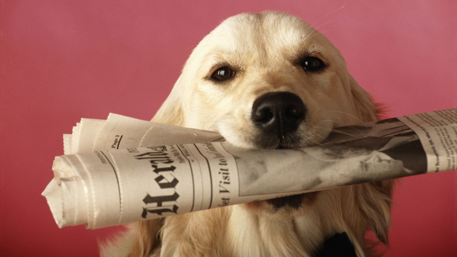 We can learn a lot from our pets, especially when they make headlines.