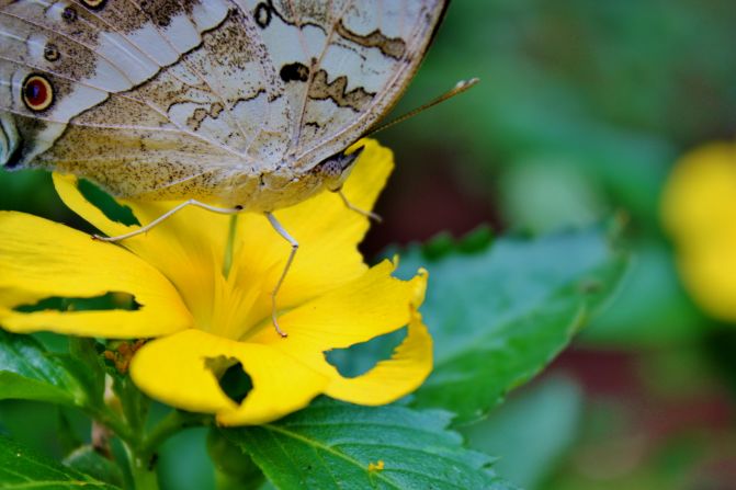 The Zanzibar Butterfly Centre funds local development projects and helps conserve local forests.