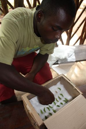 By growing pupae to sell to the center, people no longer have to earn money by making charcoal from the forest.