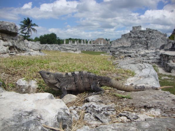 Chad Samiljan snapped this shot of an iguana in the El Rey Archaelogoical Ruins in Cancun. "We loved the beach and the friendly atmosphere," he said.
