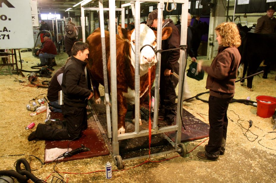 Before heading into the ring to be judged, each cow is put through an intense beauty regimen.  