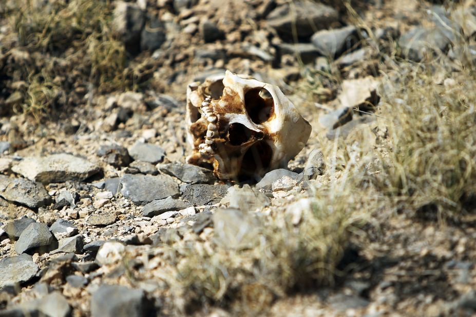 A skull of someone thought to be a victim of drug violence lies on the ground in Ciudad Juarez in early 2010. The border city of Juarez has been racked by violent drug-related crime, making it one of the most dangerous cities in Mexico's war on drugs. According to figures released on January 11 by the Mexican government, 12,903 people were killed in drug-related violence in the first nine months of 2011.