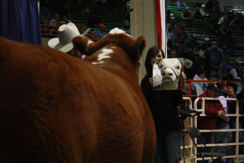 Every year, cattlemen travel from around the Western United States to Denver for the annual National Western Stock Show.  One of the highlights is the cattle show.  Because cows enjoy looking at themselves, handlers use mirrors to get them to hold their heads up high. This year, CNN's Jim Spellman got a behind the scenes look at this uniquely American tradition:  