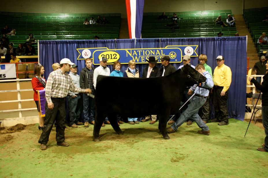 When a cow like this Black Angus wins a ribbon, they get a turn in the winner's circle.