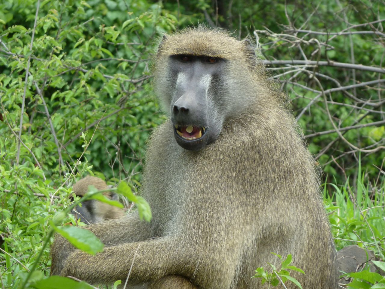 Baboons are all over this part of Zambia, making their way into populated areas. 