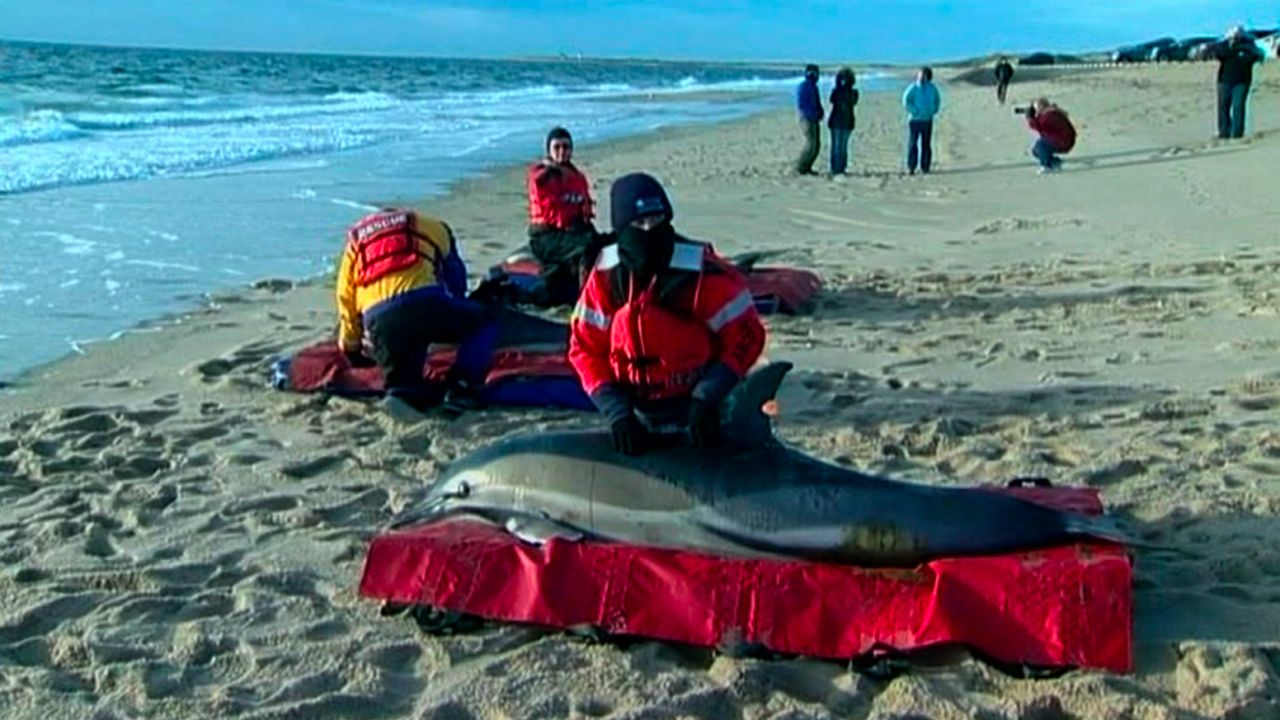 A total of 129 dolphins have been found stranded in Cape Cod, Massachusetts, since early January.