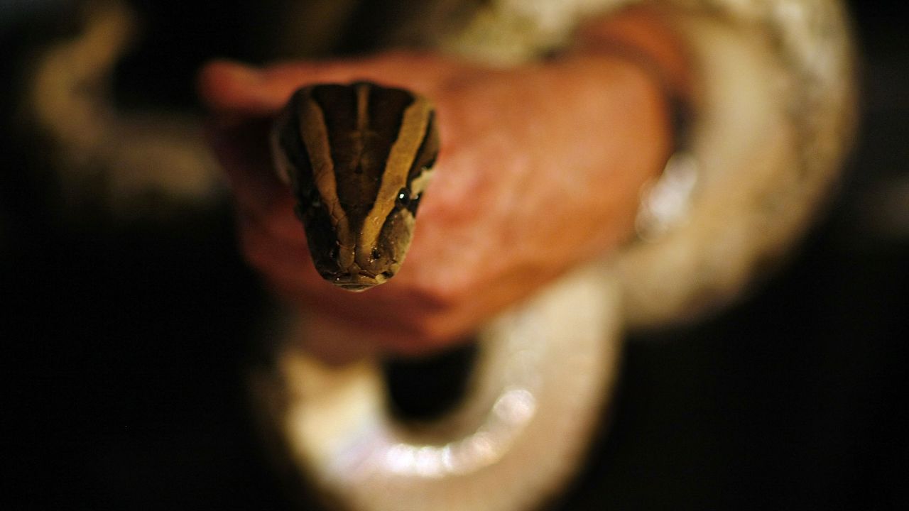 Joseph Wasilewski, wildlife biologist, captures a wild python on the side of the Tamiami Trail road that cuts through the Florida Everglades on September 16, 2009 near Miami, Florida.