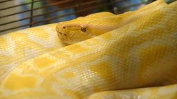 A veterenarian looks at an albino Burmese Python at the Protected Areas and Wildlife Bureau office, inside the Ninoy Aquino Parks and Wildlife Center in Manila on March 1, 2011.