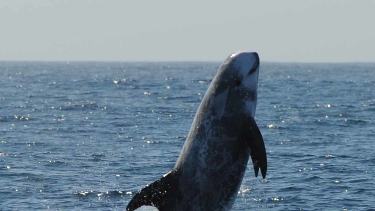 Whales and dolphins use sounds to communicate and navigate in the ocean.
