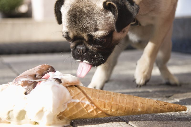 can a dog eat chicken wings