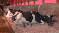 dnt cows sleep on waterbeds_00004524
