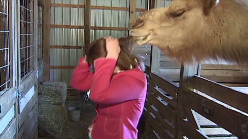 A reporter is ‘attacked’ by a camel during a live shot.