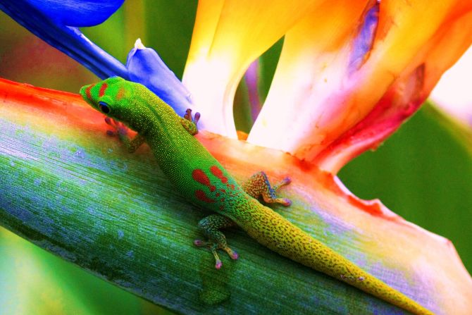 Colorful flora and fauna are part of the islands' tropical allure.
