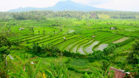Some rice fields in Bali, Indonesia