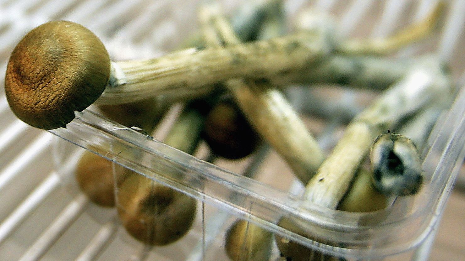Magic mushrooms won't get you arrested, at least not for a day or two. 