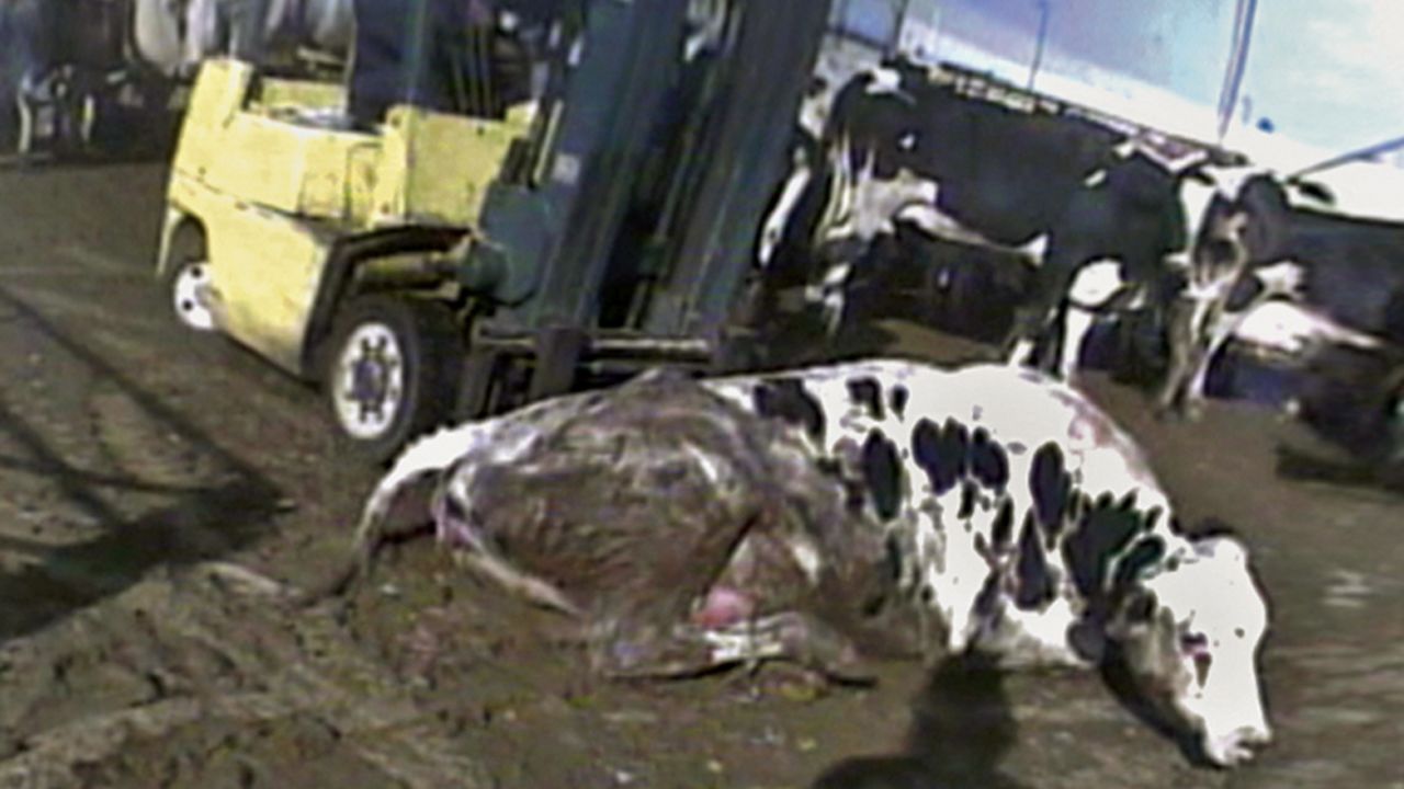 An undercover video released by the Humane Society in 2008 shows shocking abuse at a California slaughterhouse.