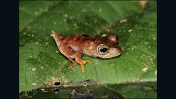 Nicknamed the Cowboy Frog, this tiny amphibian was thought to be new to science when discovered in Suriname, South America.