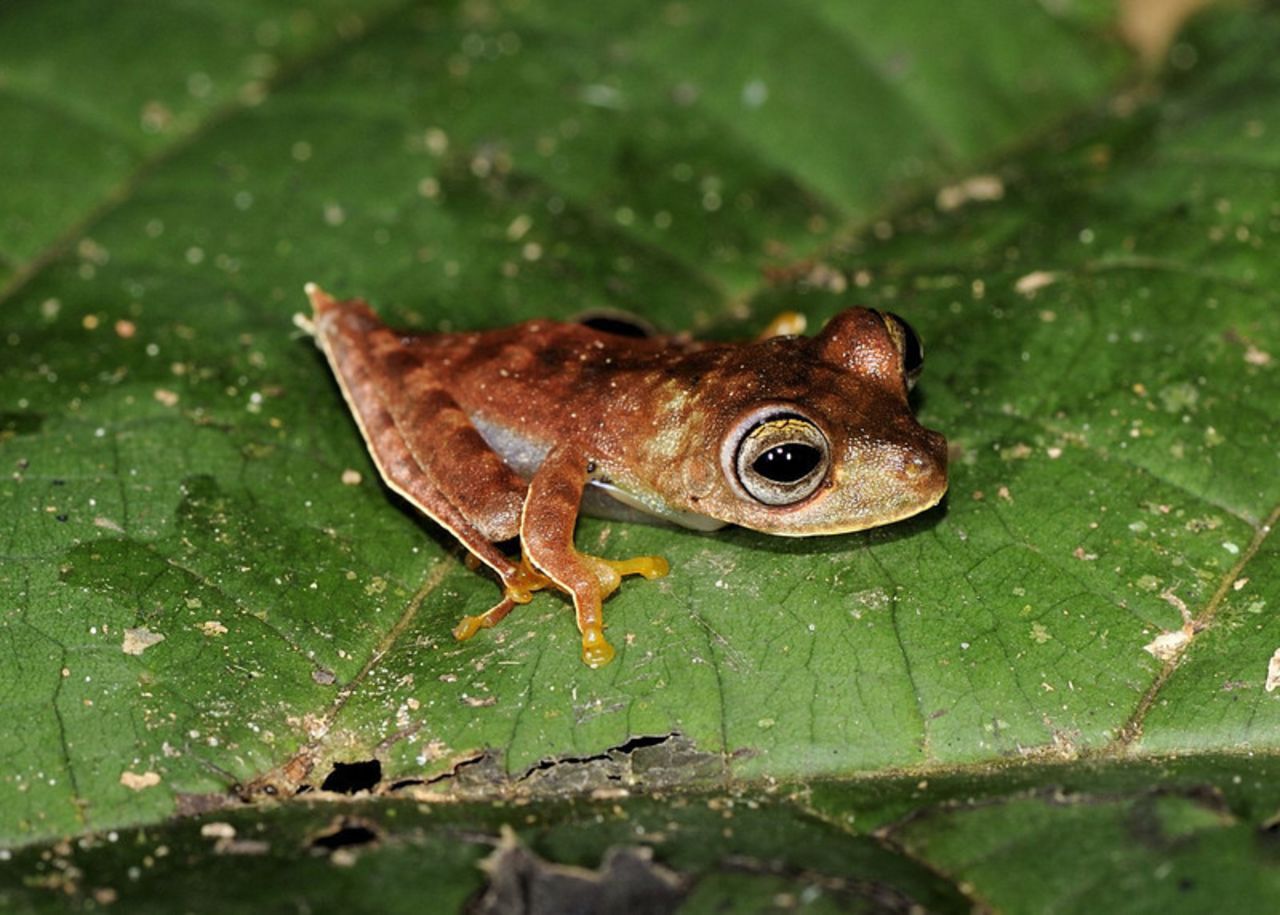Nicknamed the Cowboy Frog, this tiny amphibian was thought to be new to science when discovered in Suriname, South America.