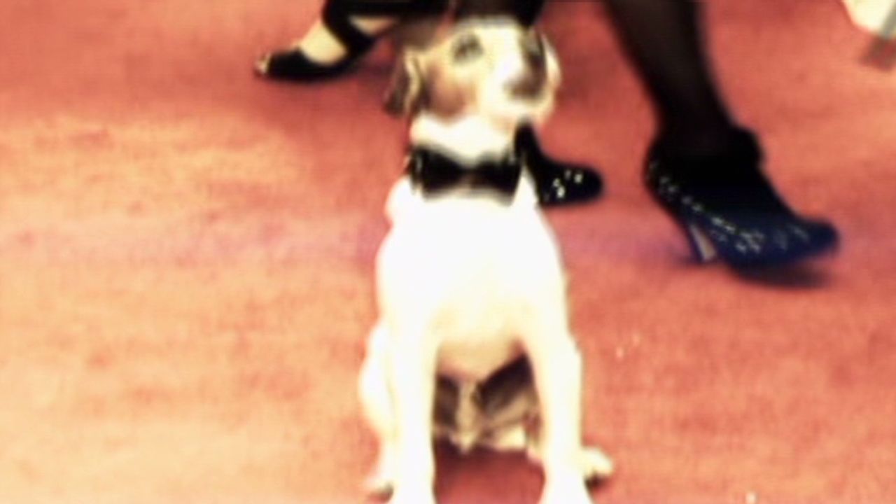 ctw anderson uggie the dog_00000913