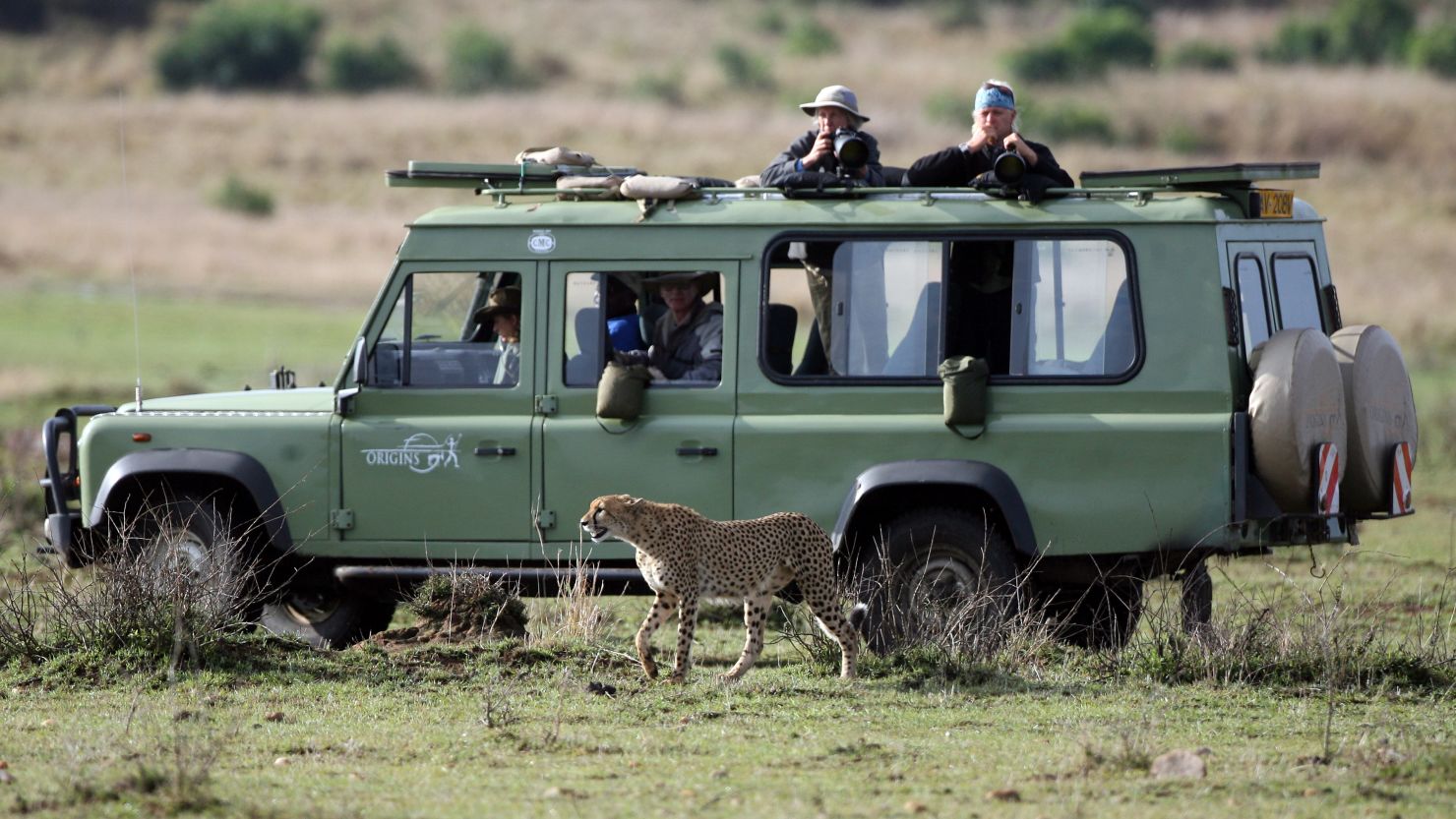 Travel agents often specialize in trips that involve more decisions and logistical challenges such as cruises and safaris.