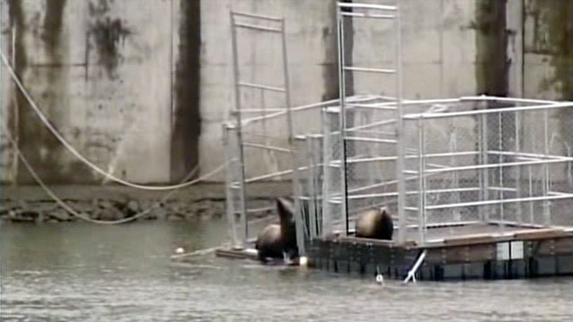 Reward Offered In Deaths Of Sea Lions | CNN