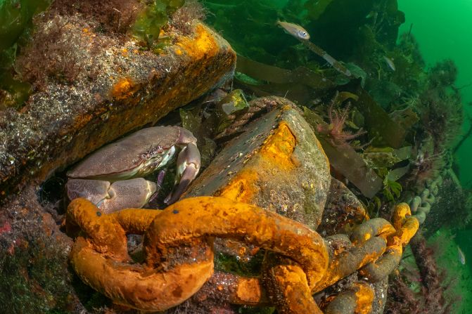 Dan Bolt also won the British Waters Living Together category with this image of a crab on an iron block used to hold a barge in place in Scotland.