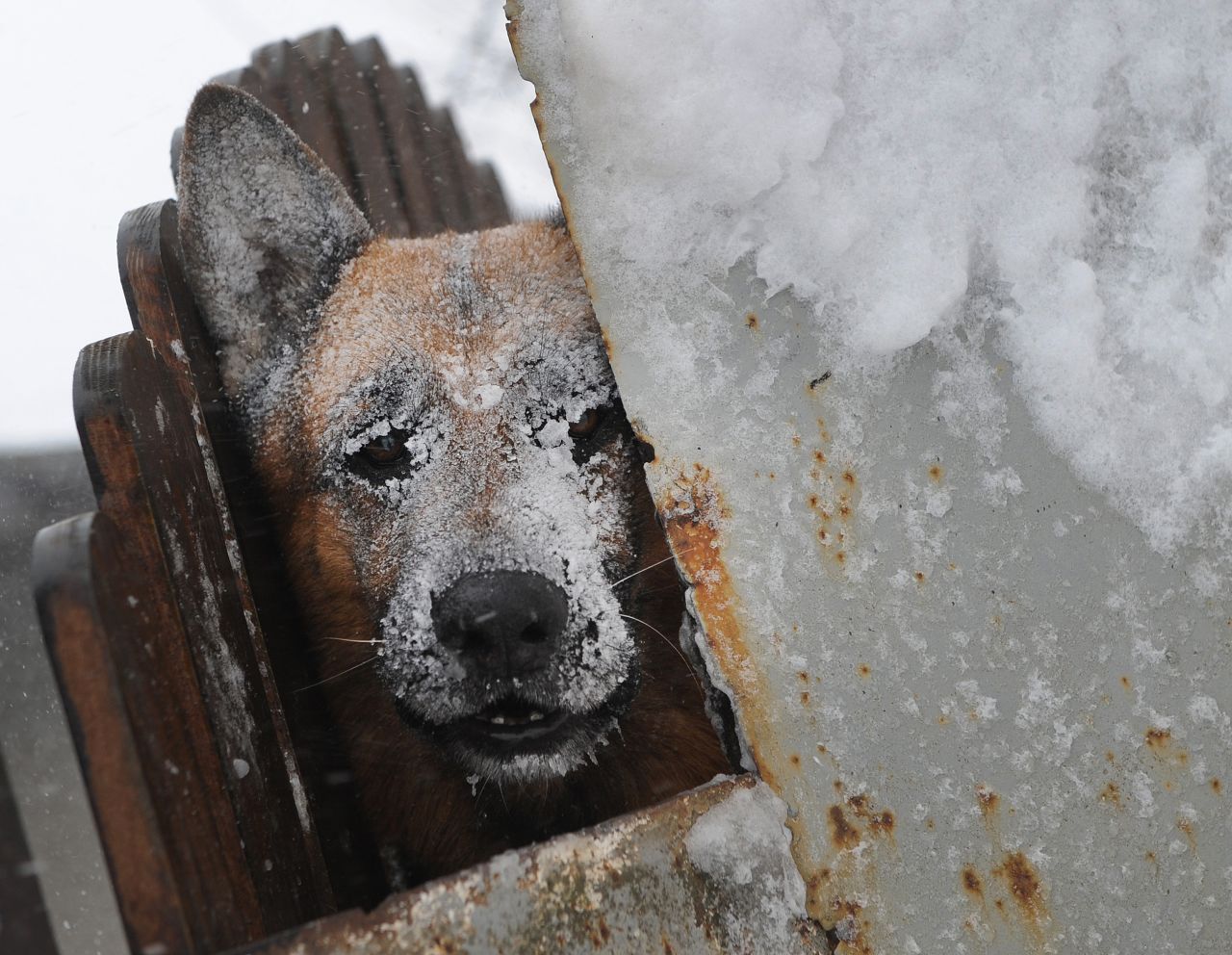 A dog takes shelter from a blizzard in Catelu, Romania, on January 26.