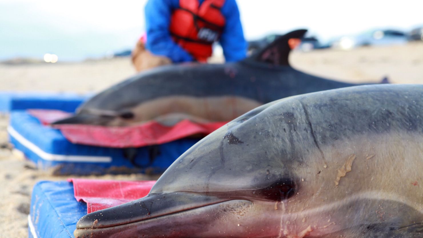 Scientists and volunteers attempt to aid stranded dolphins on Cape Cod, Massachusetts.
