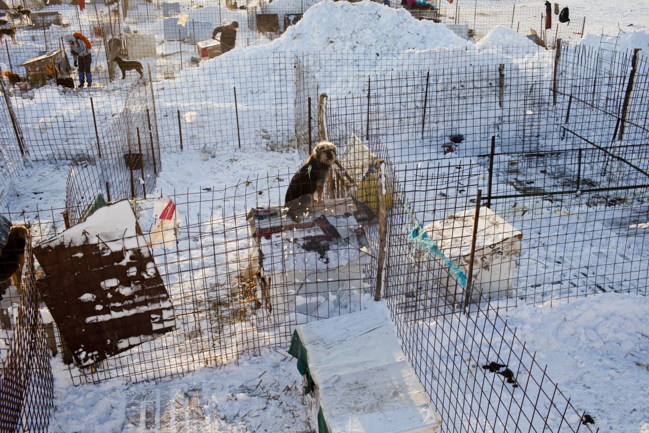 Animal lovers helped remove the snow that covered the "second chance" dog shelter outside Glina, Romania on January 28.