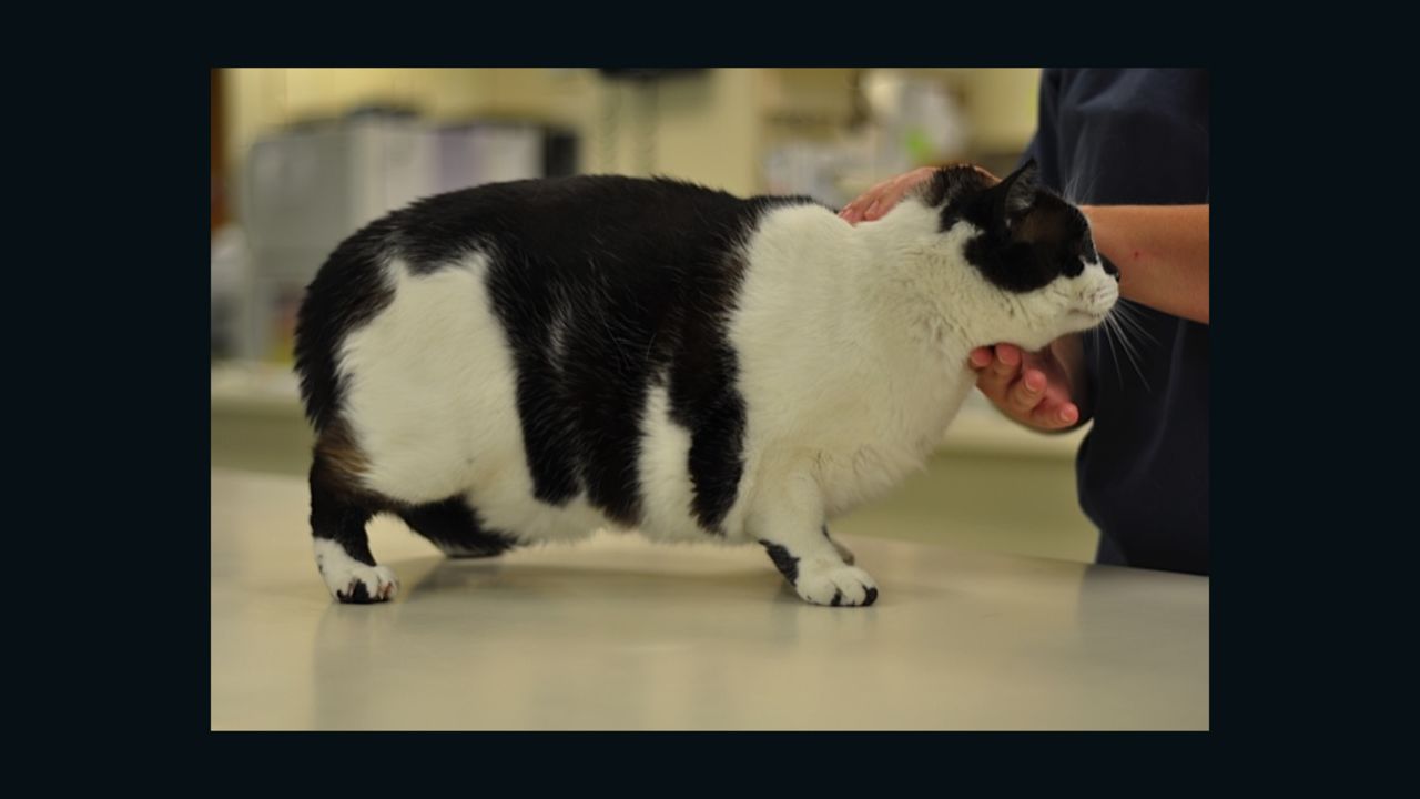 About a third of U.S. households own a cat.