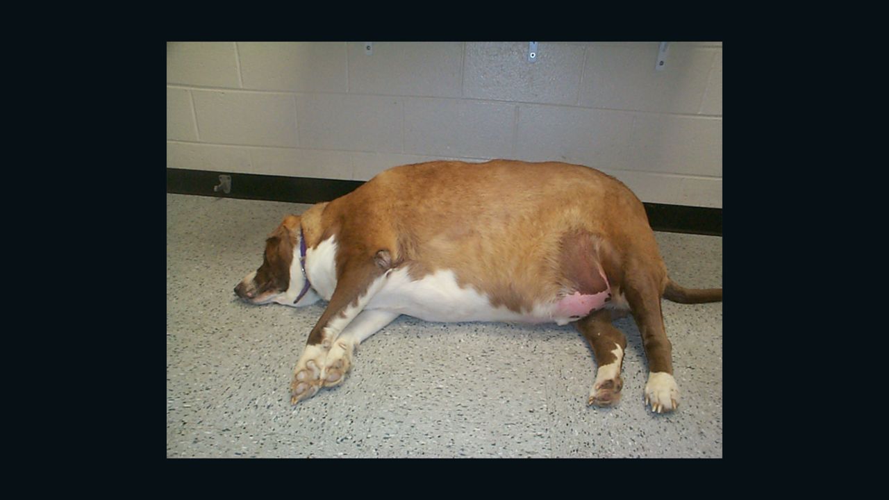 About 41 million dogs are overweight.