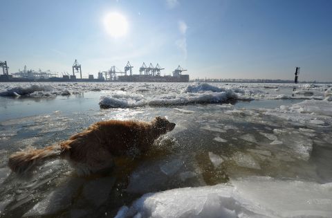 A dog plays in the icy Elbe River on Monday, February 6, in Hamburg, Germany. The Arctic cold snap in Europe has claimed nearly 300 lives, brought air travel chaos to London, and dumped snow as far south as Rome and even North Africa.