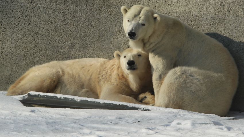 Polar bears cuddle while standing on ice in their outdoor enclosure at the Berlin Zoo on February 6, 2012 in Berlin, Germany.