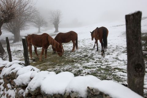 A picture taken on February 6, 2012 shows horses in a field covered with snow in the Corsican village of Cognocoli-Monticchi. In France, 39 of the country's 101 regions were on alert for deep cold or snow, down from more than half the regions at the weekend.