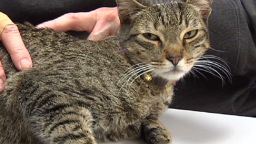 dnt WDTN hawaii cat found in ohio_00003226