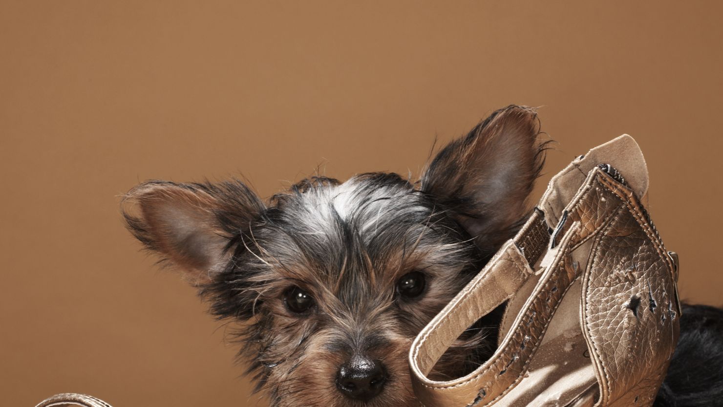 Keep your dog away from your shoes if they're prone to chewing on them.