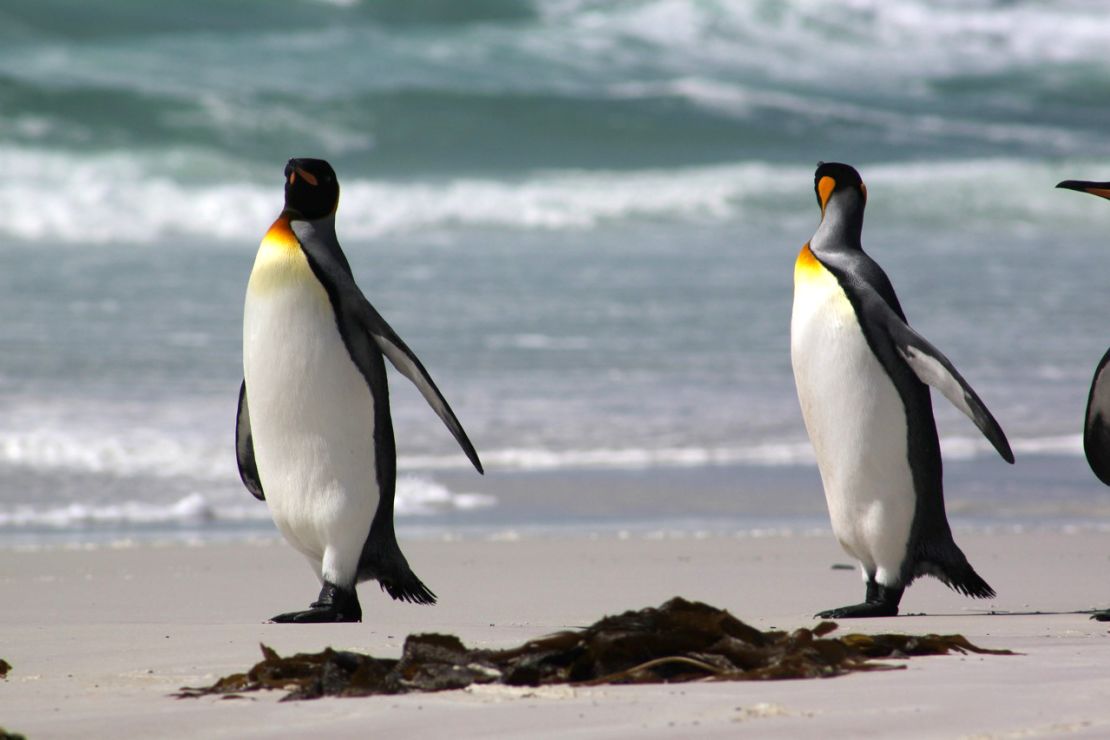 The penguin-inhabited Falkland Islands are among the unlikely destinations on the UK's green list.
