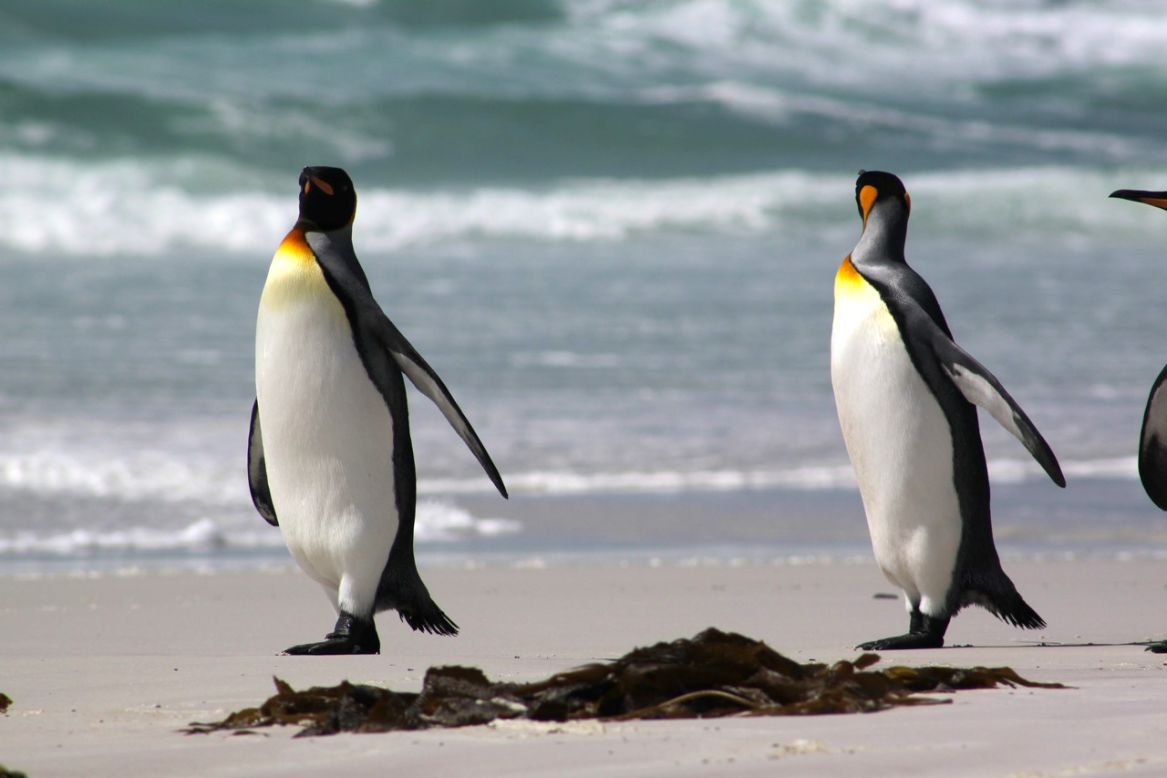 Several species of penguins inhabit the Falkland islands.