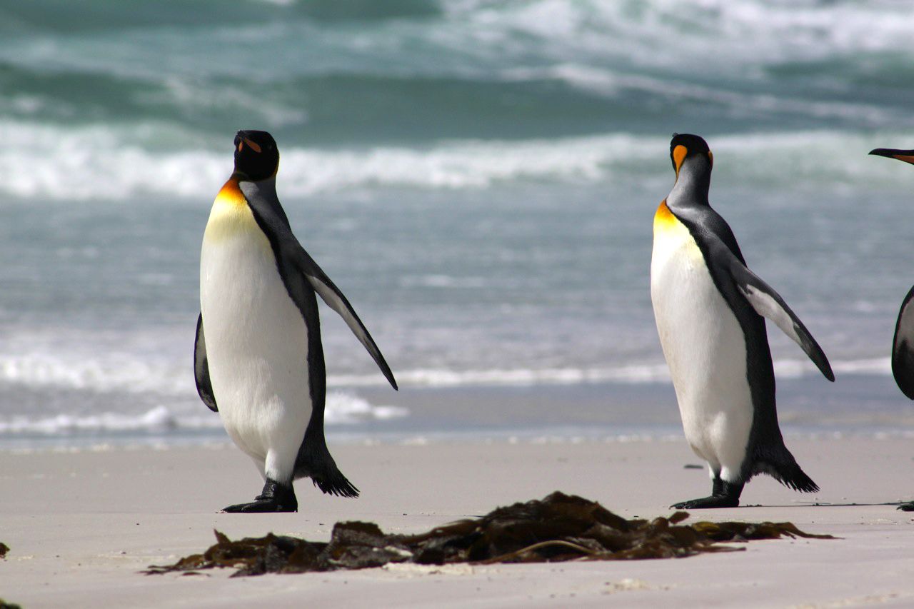 The penguin-inhabited Falkland Islands are among the unlikely destinations on the UK's green list.