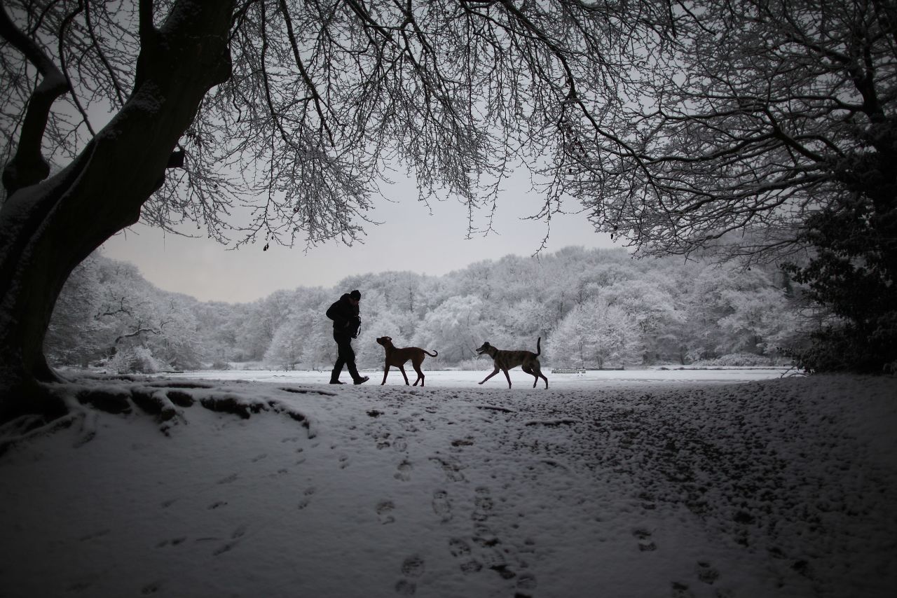 A man walks with his dogs next to Queen's Mere pond in the snow on Wimbledon common on February 10, 2012 in London, England. The Met Office cold weather alert remains at Level 3 as southern parts of England continue to suffer from cold weather and freezing conditions, with further snowfall overnight. 
