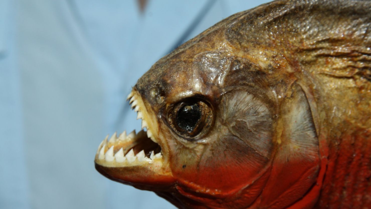 Joel Rakower pleaded guilty Wednesday to smuggling nearly 40,000 piranhas into the United States.
