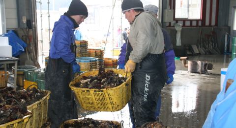 Tatsuya Izutsu and his colleagues carrying the oysters that their fishing cooperative in Tohoku region has harvested. But they are only producing 30% of what they were before the disaster.