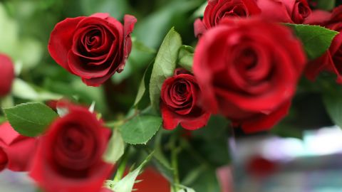  The majority of roses sold in the United States come from Colombia.