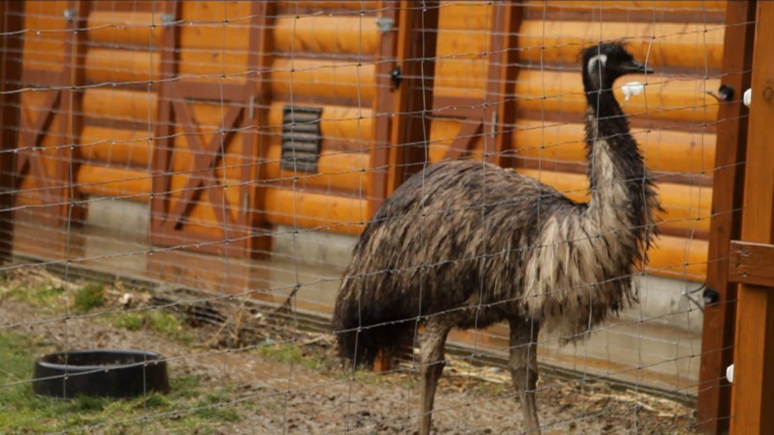 As if her horses, cows, pigs, chickens, dogs and cats aren't enough, Delilah has rescued ducks and an emu of all things.