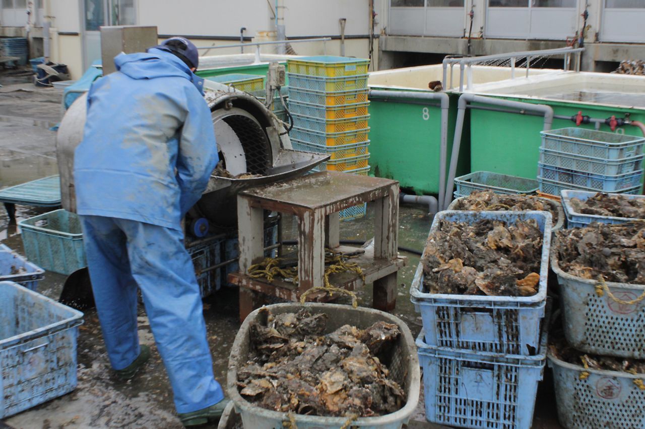 Only one working oyster processing factory is left on the Urato Islands. 
